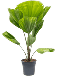 Licuala grandis