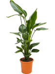 Strelitzia nicolai