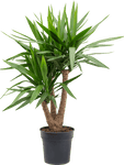 Yucca Elephantipes