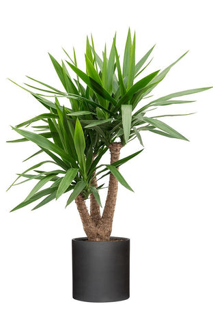 Yucca Elephantipes