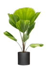 Licuala grandis