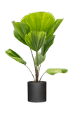 Licuala grandis
