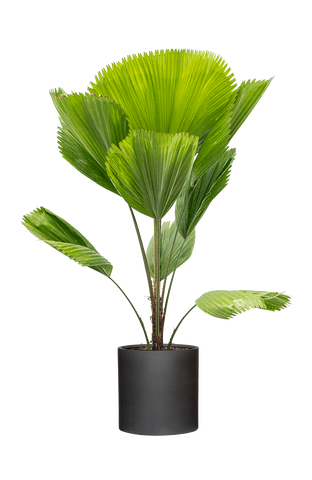 Licuala grandis