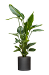 Strelitzia nicolai