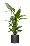 Strelitzia nicolai