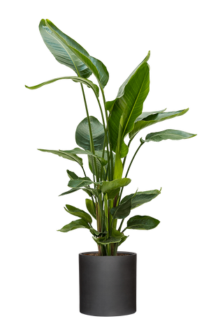 Strelitzia nicolai