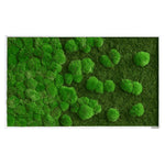 Moosbild Verlauf Wald- und Ballenmoos 100x60 cm