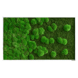 Moosbild Verlauf Wald- und Ballenmoos 100x60 cm
