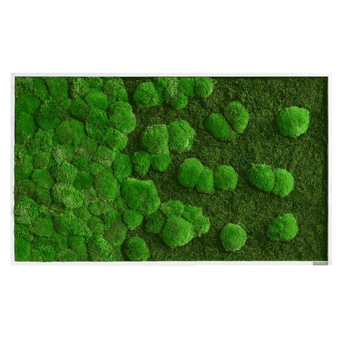 Moosbild Verlauf Wald- und Ballenmoos 100x60 cm