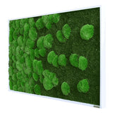 Moosbild Verlauf Wald- und Ballenmoos 100x60 cm