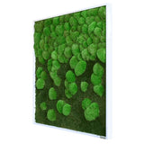 Moosbild Verlauf Wald- und Ballenmoos 80x80 cm