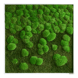 Moosbild Verlauf Wald- und Ballenmoos 80x80 cm